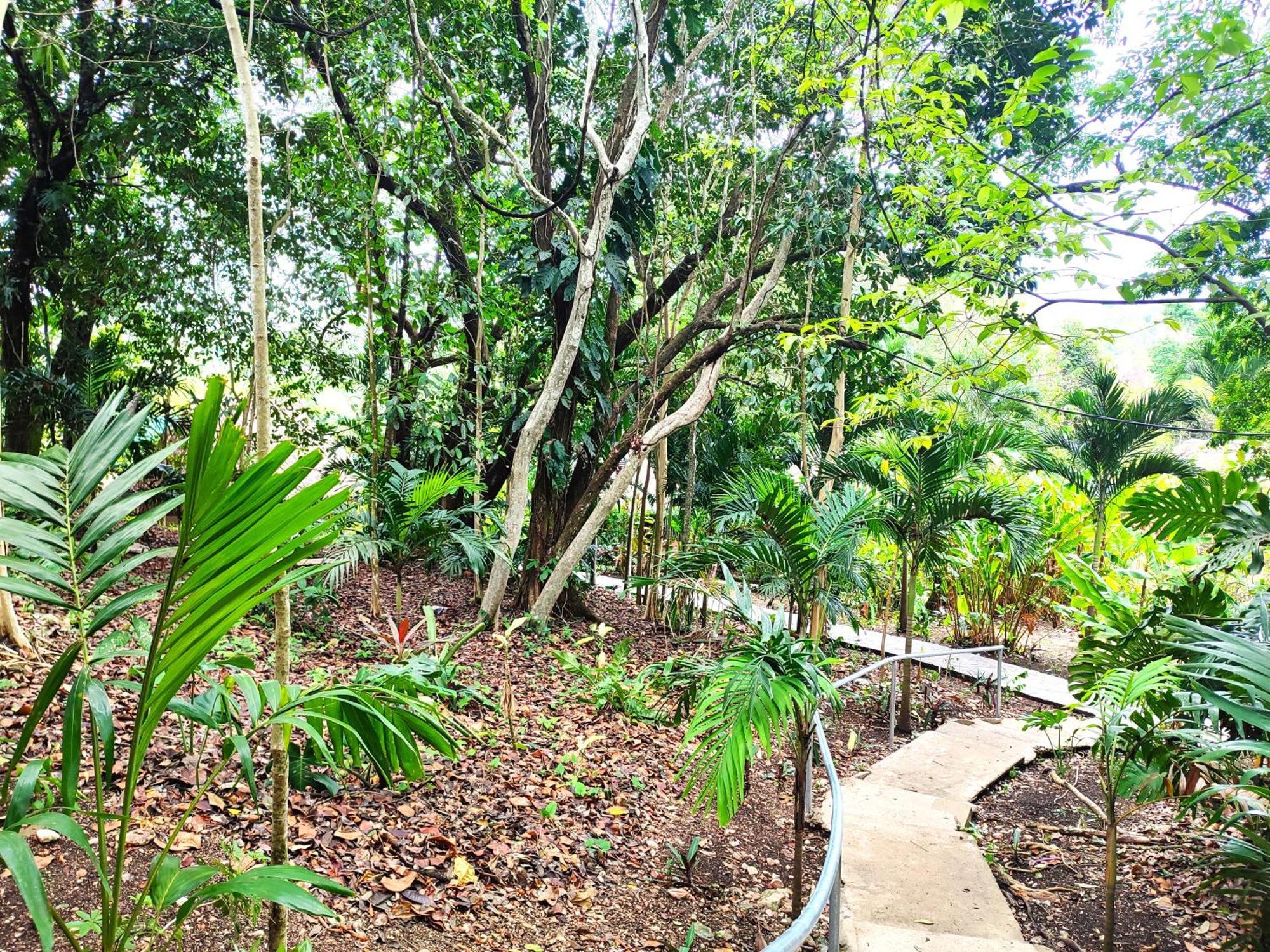 Maya Mountain Lodge サン・イグナシオ エクステリア 写真